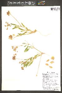 Tripterocalyx carneus var. pedunculatus image