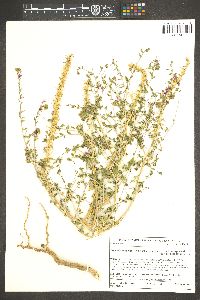 Eremothera boothii subsp. boothii image