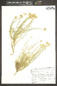 Sphaeromeria cana image