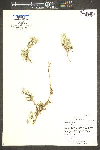 Astragalus sesquiflorus image