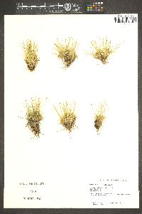 Trichophorum clementis image