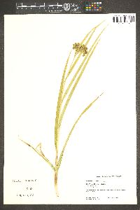 Scirpus microcarpus image