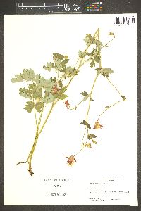 Aquilegia formosa image