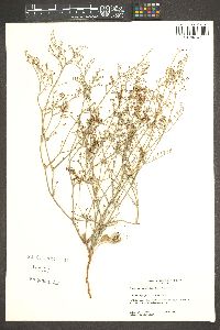 Eriogonum rotundifolium image