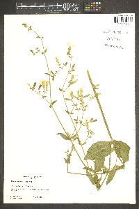 Silene latifolia image