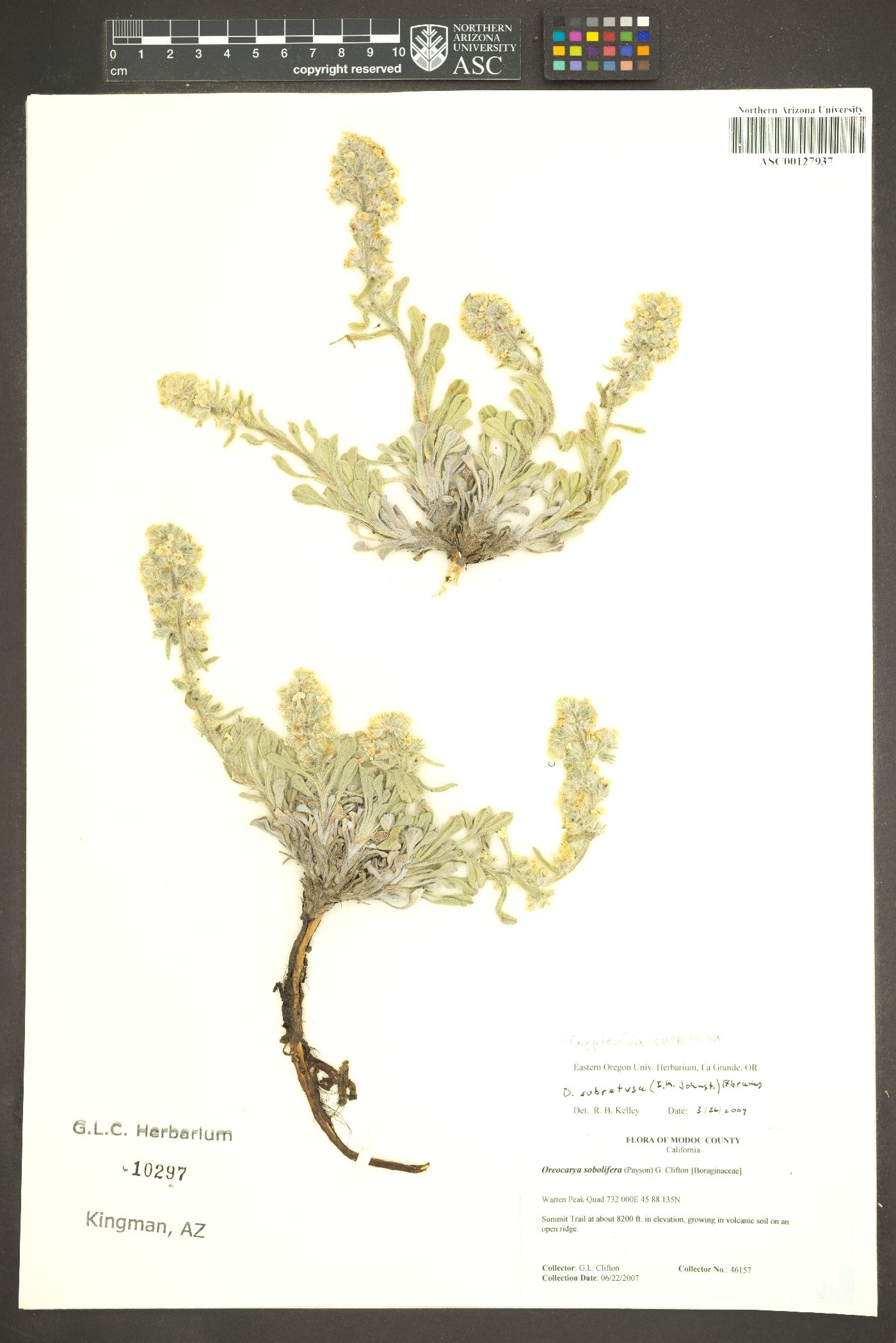 Cryptantha subretusa image