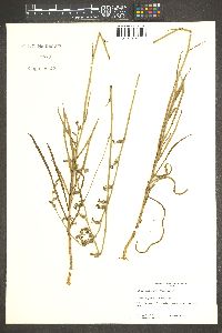 Lobelia glandulosa image