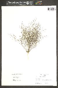 Nemacladus glanduliferus image
