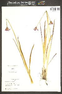 Allium brevistylum image