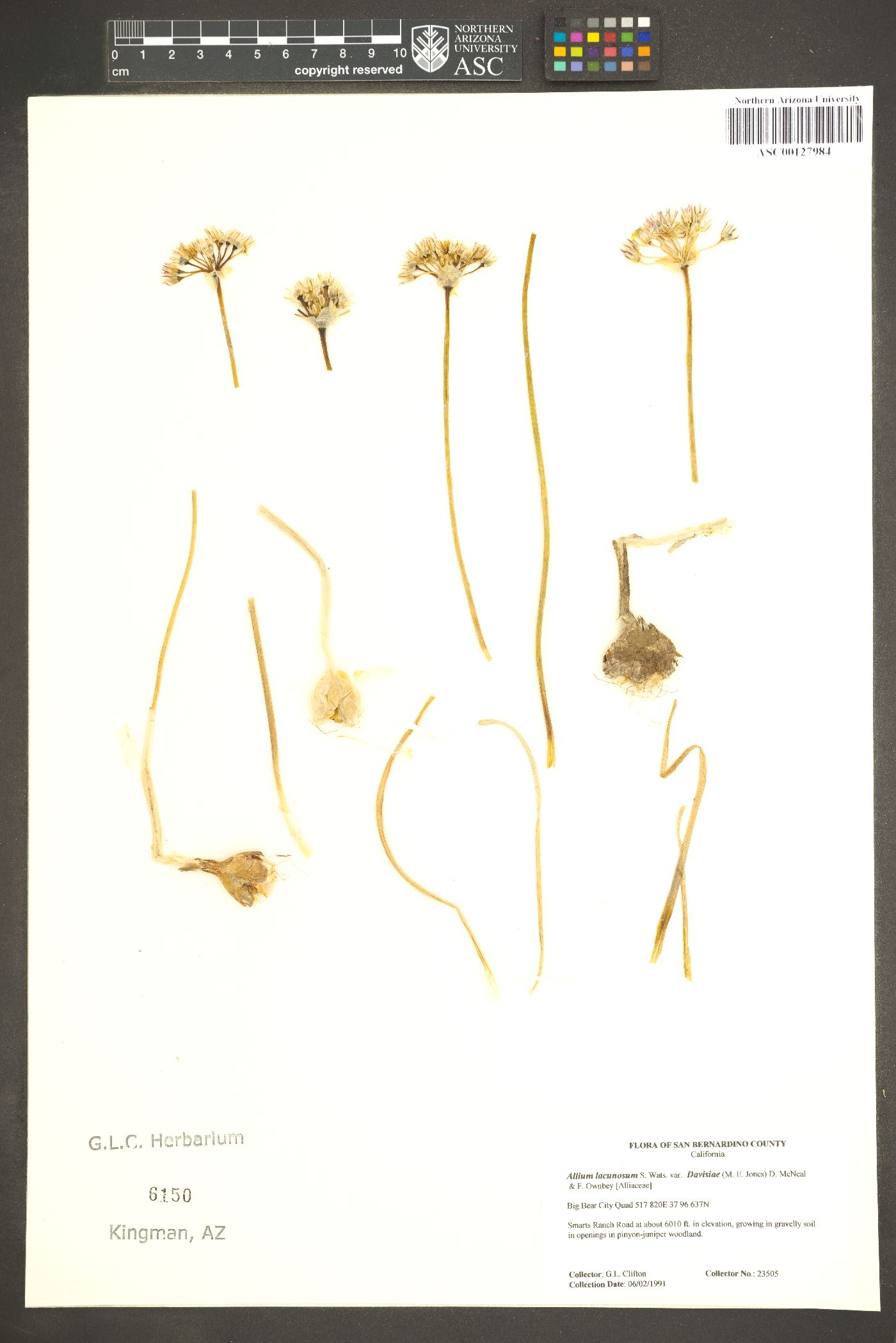 Allium lacunosum image