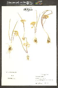 Allium obtusum image
