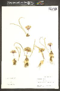 Allium obtusum image