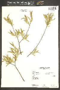 Salix geyeriana image