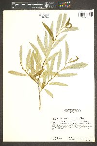 Salix irrorata image