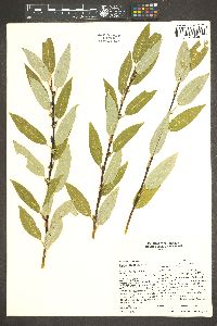 Salix monticola image