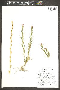 Castilleja minor image