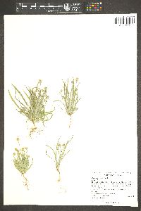 Plantago ovata image