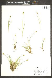 Carex praeceptorum image