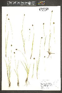 Carex illota image