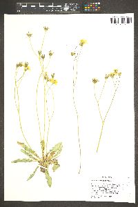 Crepis runcinata subsp. glauca image