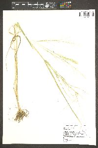 Diplachne fusca subsp. fascicularis image