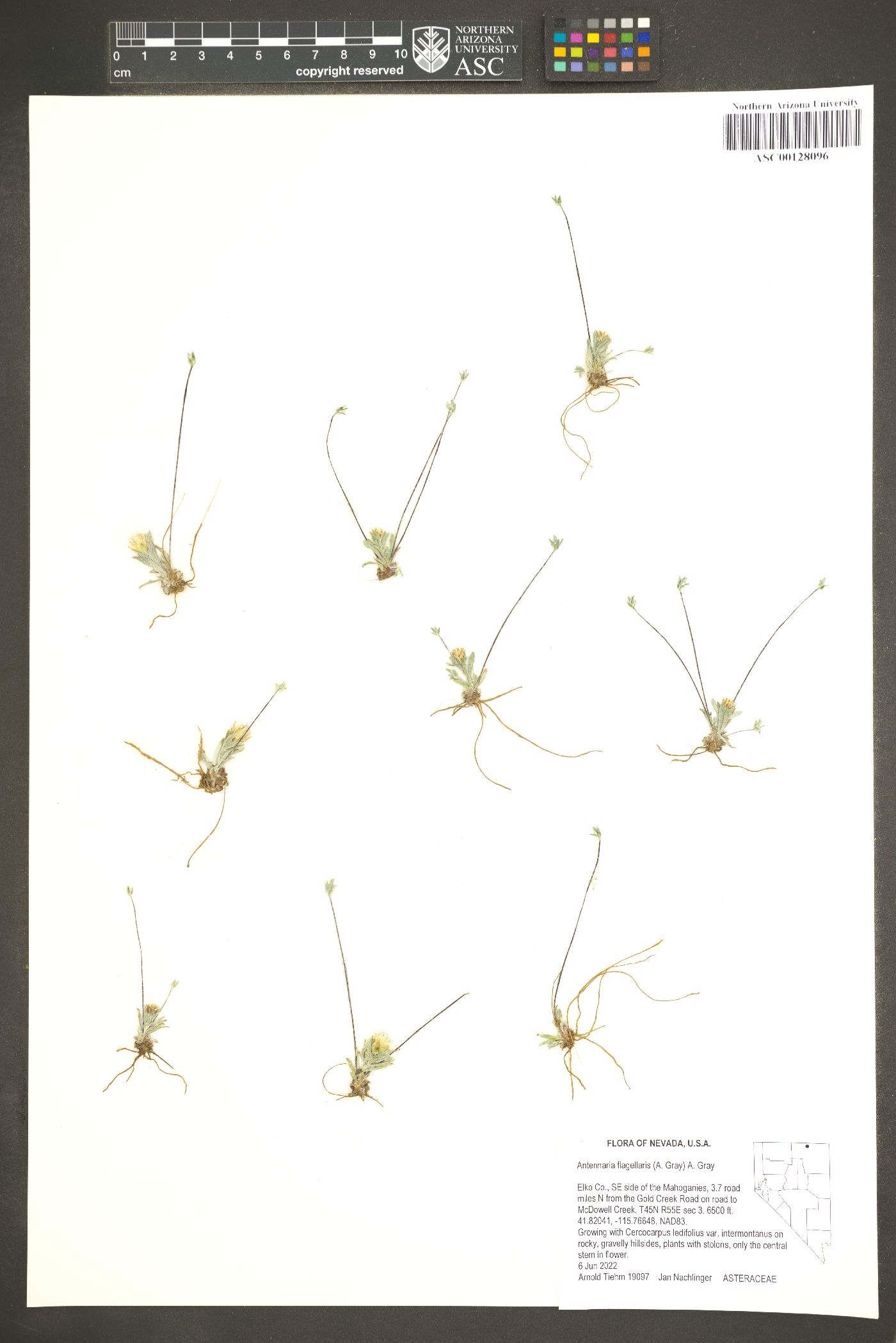 Antennaria flagellaris image
