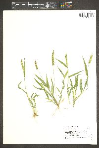 Setaria verticillata image