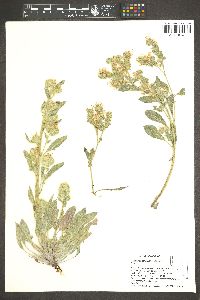 Phacelia heterophylla var. virgata image