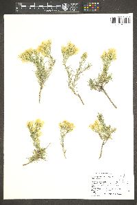 Ericameria parryi image