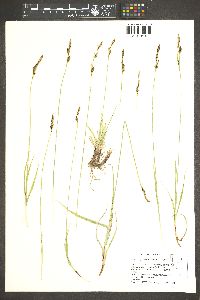 Carex holmgreniorum image