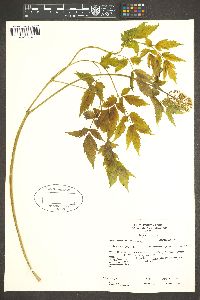 Actaea rubra image