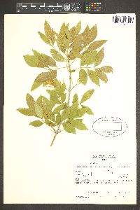 Fraxinus velutina image