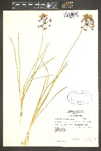 Allium cernuum image