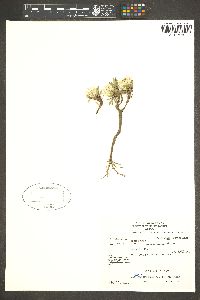 Townsendia exscapa image