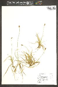 Carex nigricans image