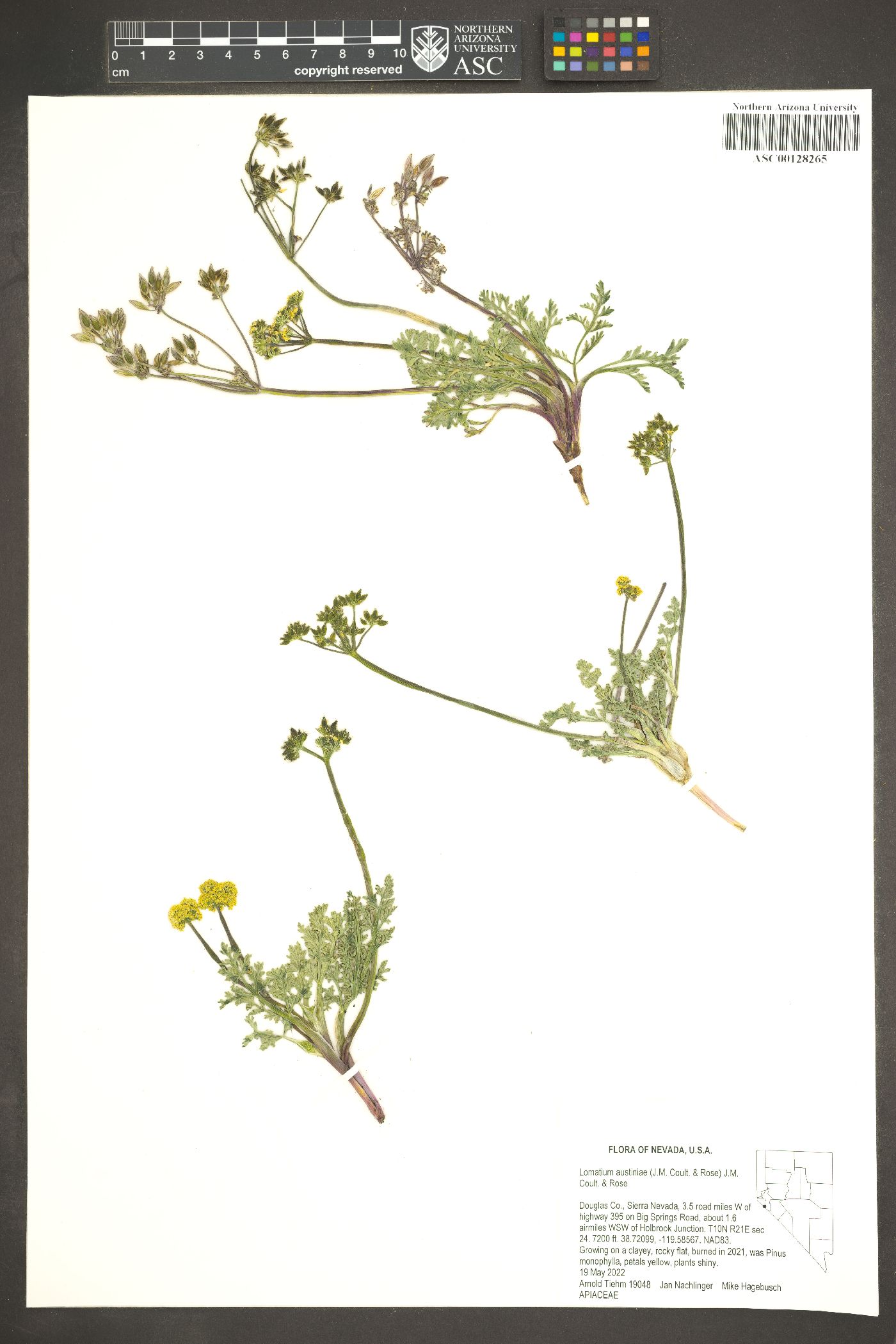 Lomatium austiniae image