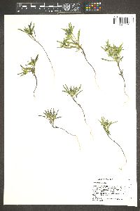 Collomia tinctoria image