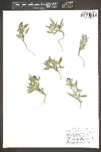 Phacelia humilis image