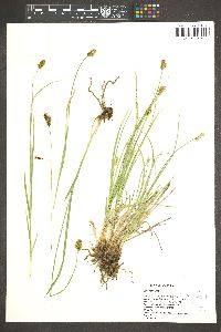 Carex hoodii image