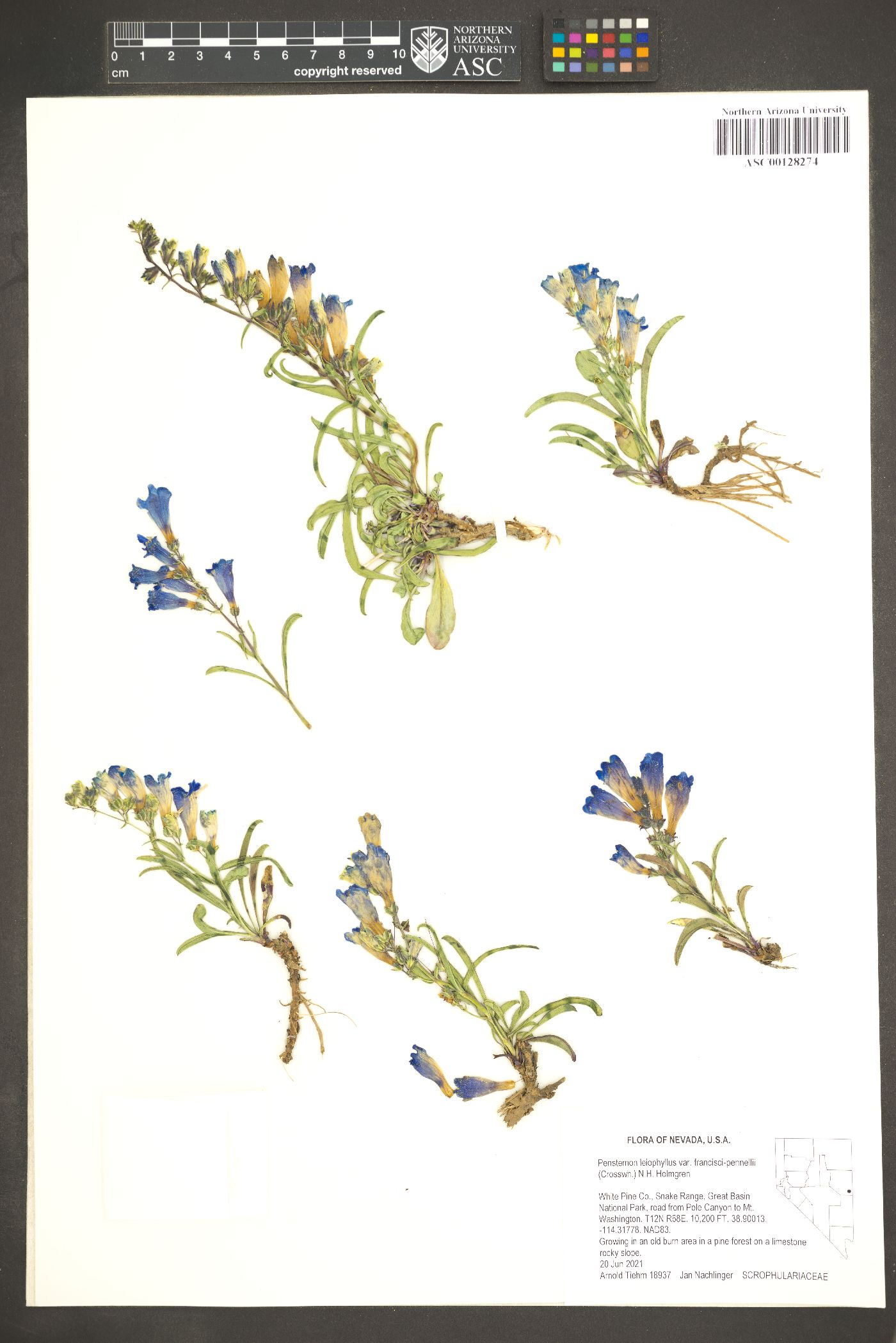 Penstemon leiophyllus var. francisci-pennellii image