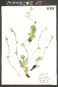 Potentilla diversifolia var. diversifolia image