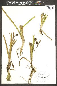 Sparganium angustifolium image