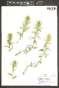 Castilleja viscidula image