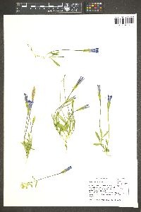 Gentianopsis holopetala image