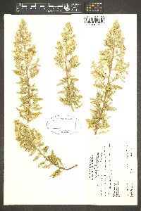 Chamaebatiaria millefolium image