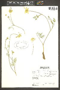 Pseudocymopterus montanus image