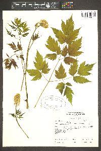 Actaea rubra image