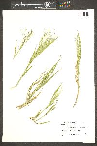 Panicum capillare var. capillare image