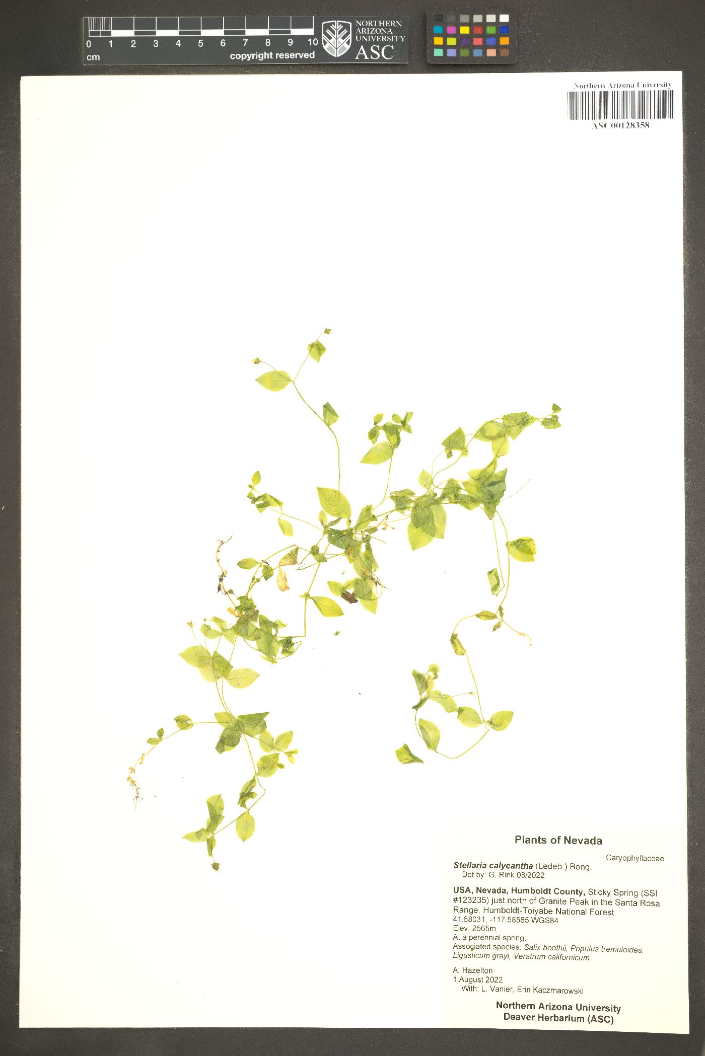 Stellaria calycantha image