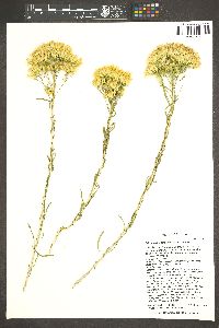 Ericameria viscidiflora image